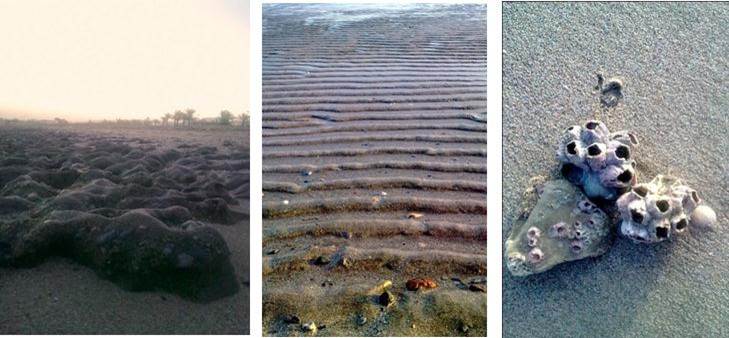 Discoveries at my home in Muscat (photographs by the author)