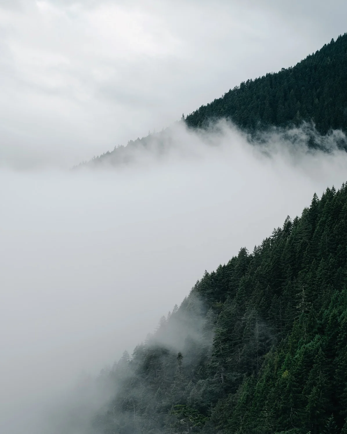 hurricaneRidgeFog.jpg