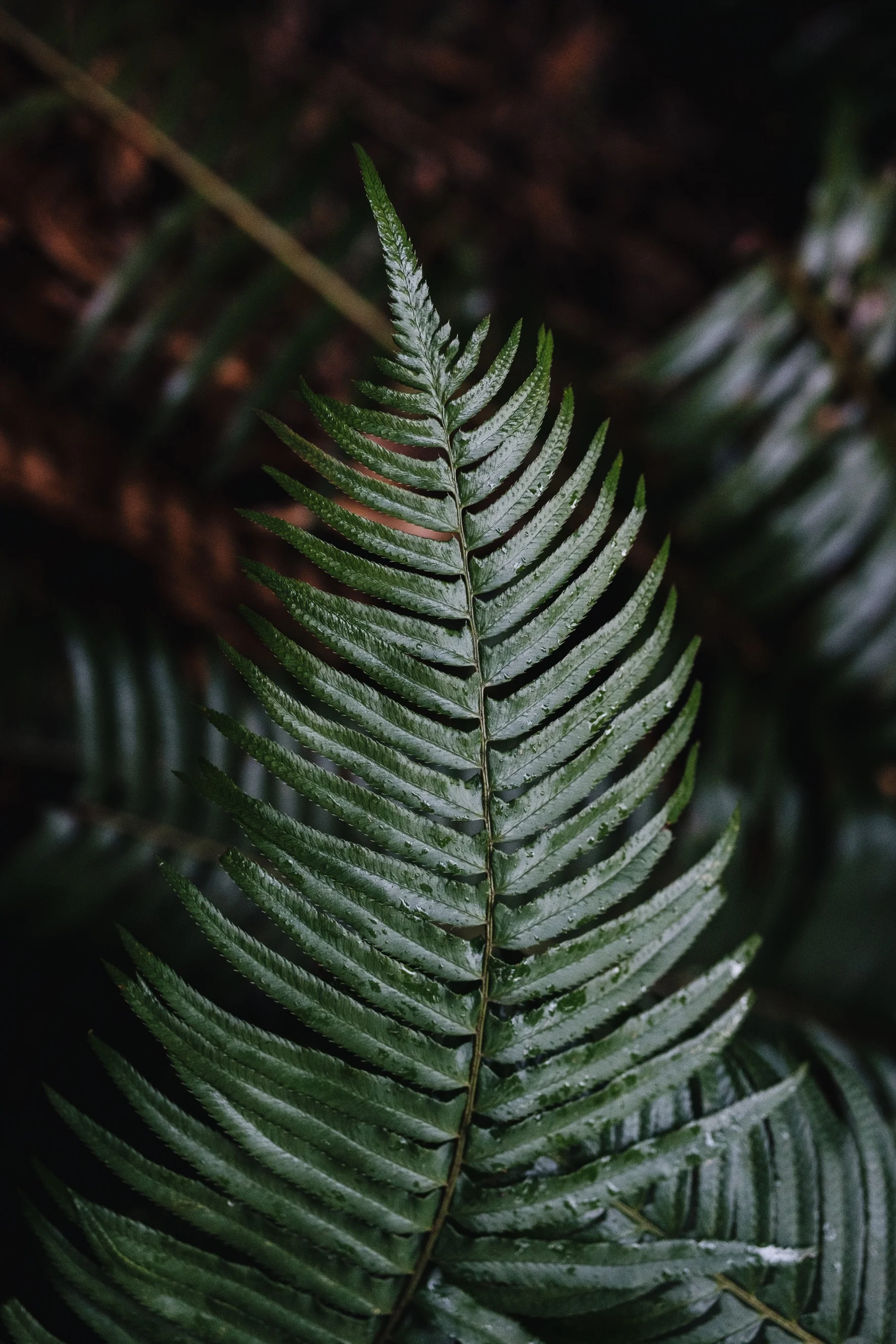 capeFlatteryFerns-2.jpg