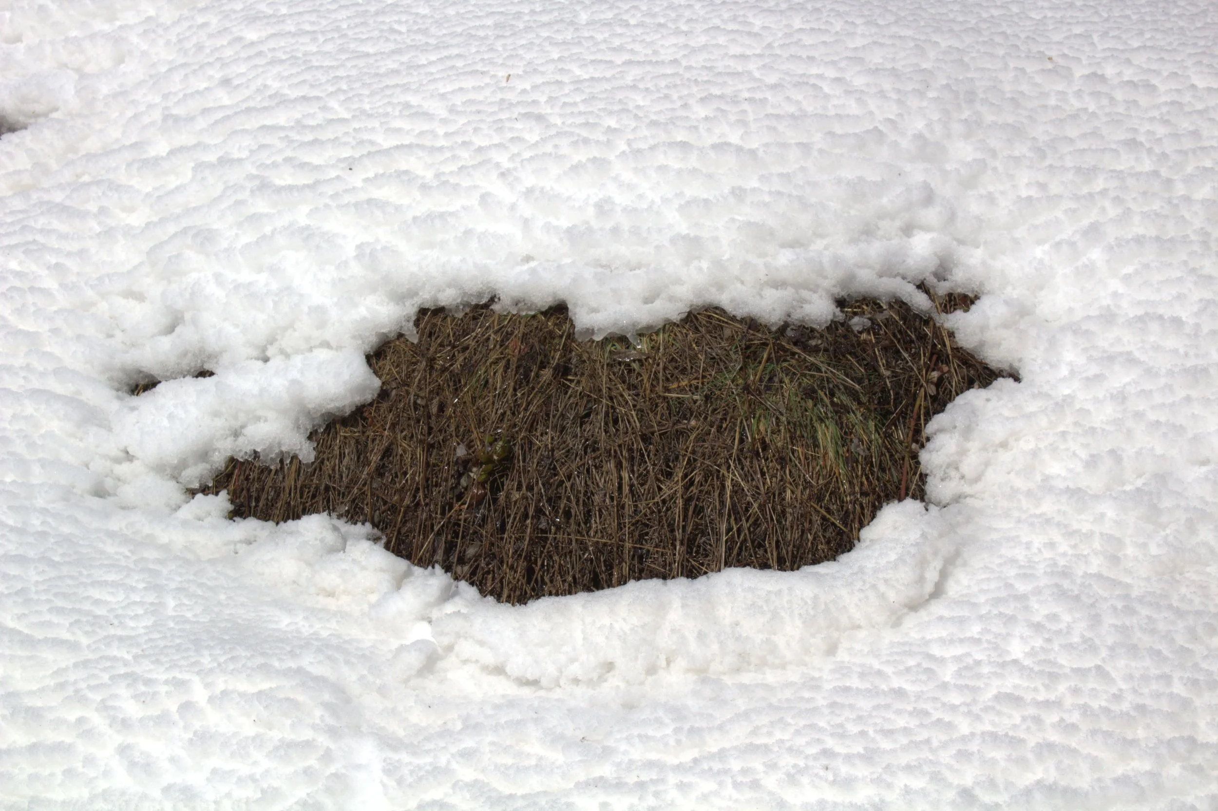 IMG_7684 - Copy2.jpg