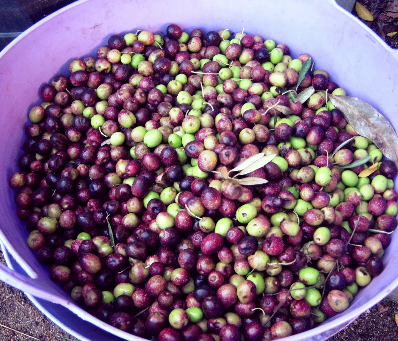 Award Winner Olive Preserver hosts a Workshop