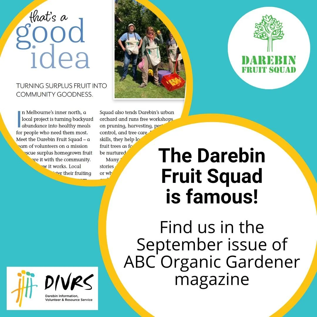 The Darebin Fruit Squad has been featured in the September issue of the ABC's Organic Gardener magazine!

The Squad is DIVRS's community fruit harvesting initiative. They pick fruit from local backyards to share with people who are experiencing food 