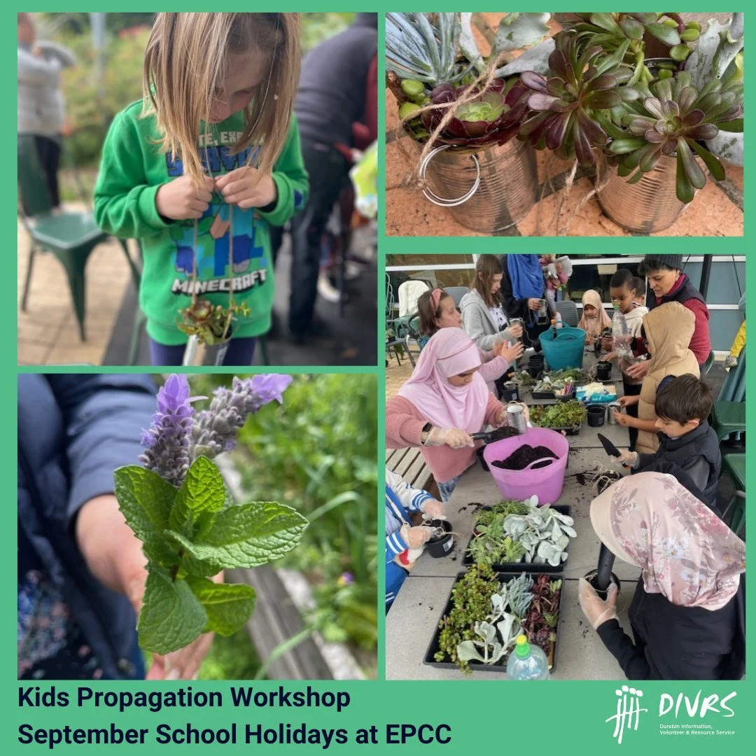 In the September school holidays, we hosted our first ever kids garden workshop at East Preston Community Centre!
Everyone got to pot their own succulents to take home, and we went on a fun garden tour where the kids could touch, smell, and taste he