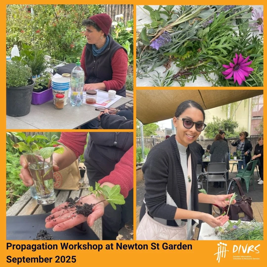 We had a fantastic time learning how to grow new plants from cuttings at Newton Street Garden! Michelle walked us through some easy and effective ways to propagate flowers and herbs like lavender, rosemary, and mint. We used soft spring growth, remov