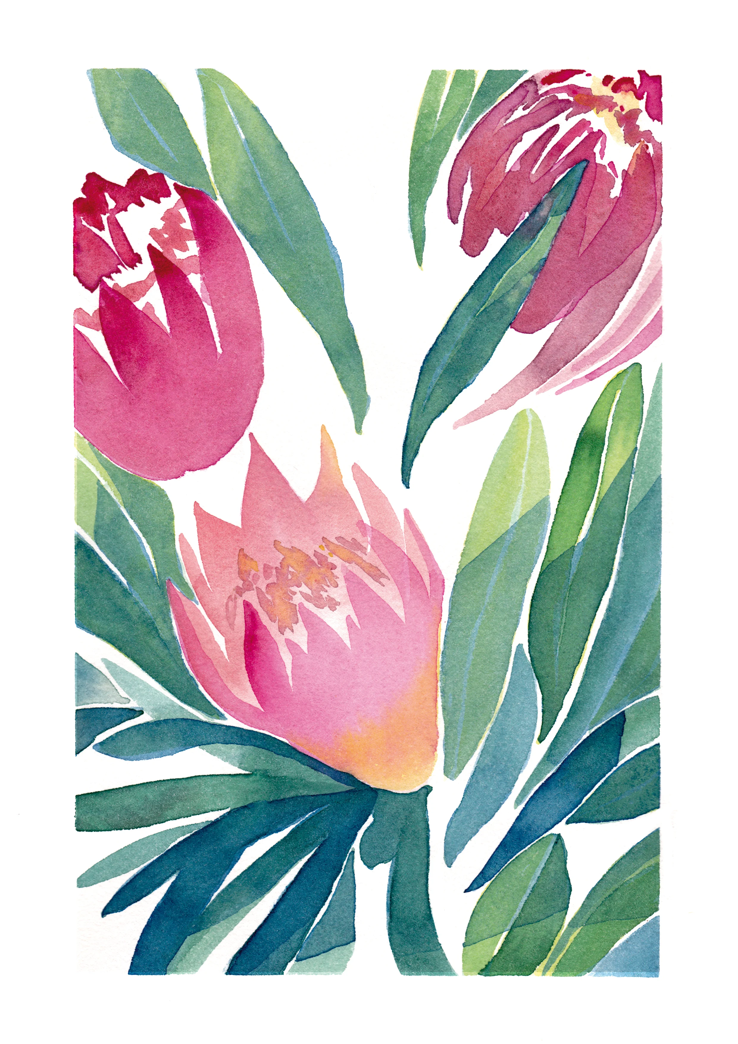 king protea botanical poster