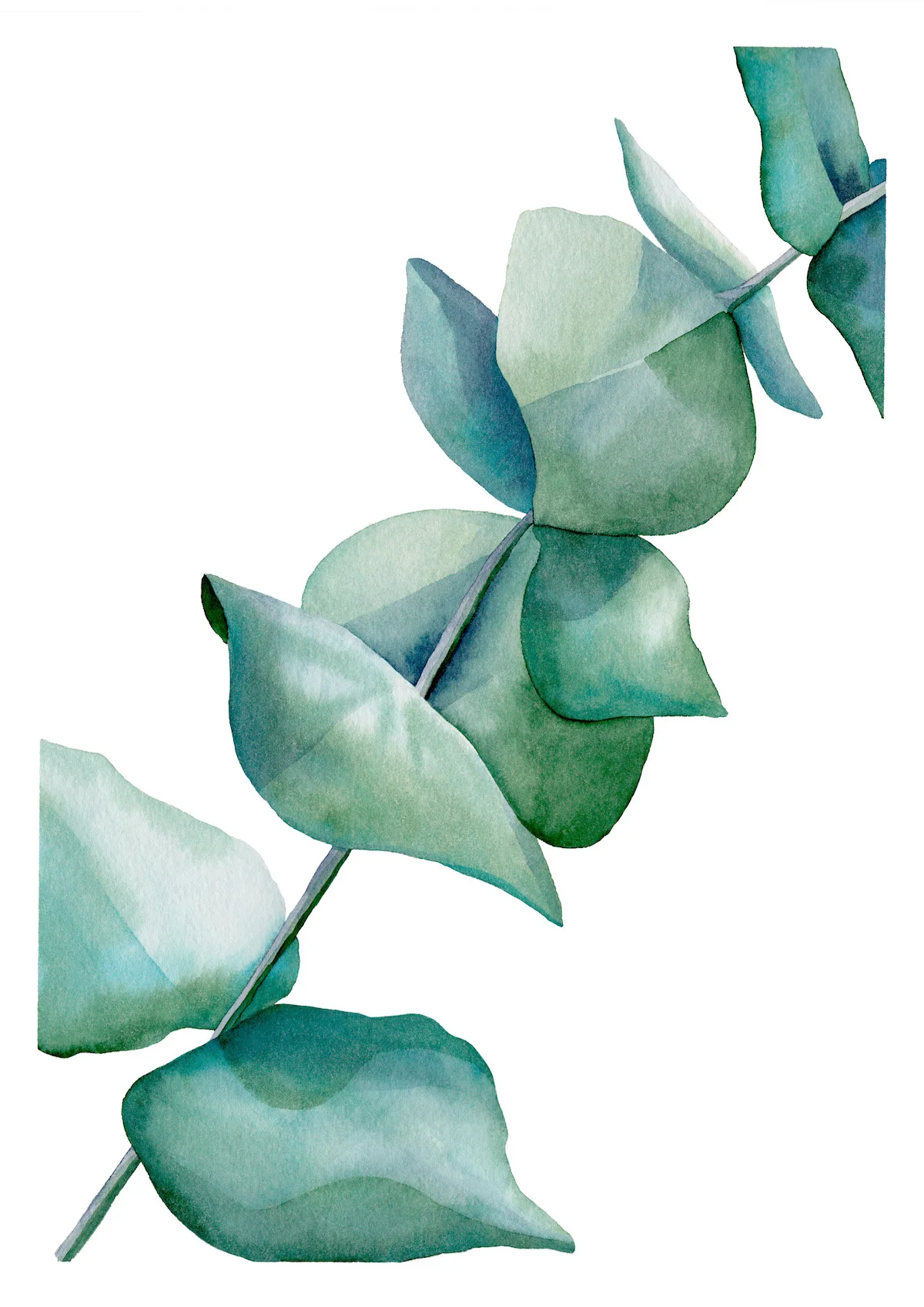 australian gum tree painting