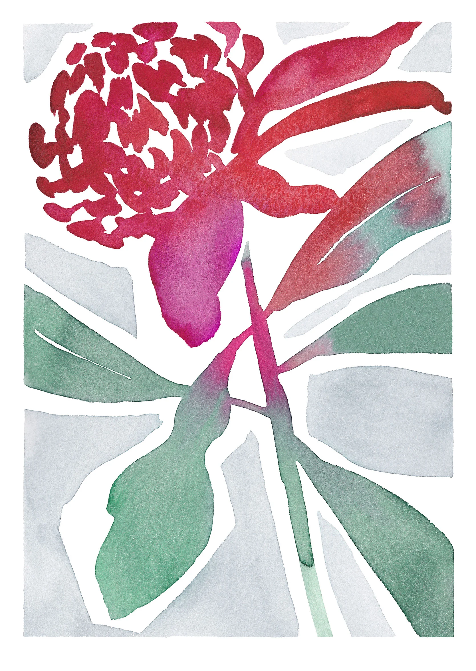 Lk_11_waratah-red_web.jpg