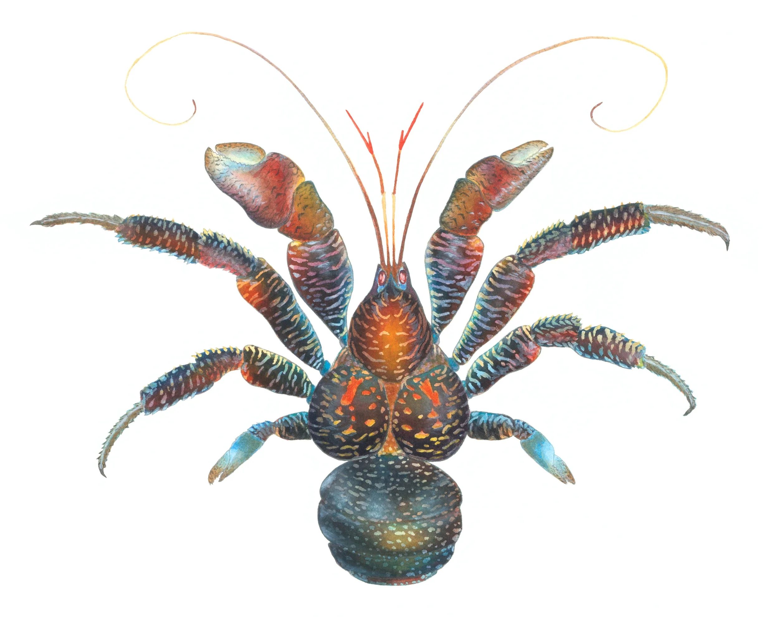 coconut crab finished and edited.jpg