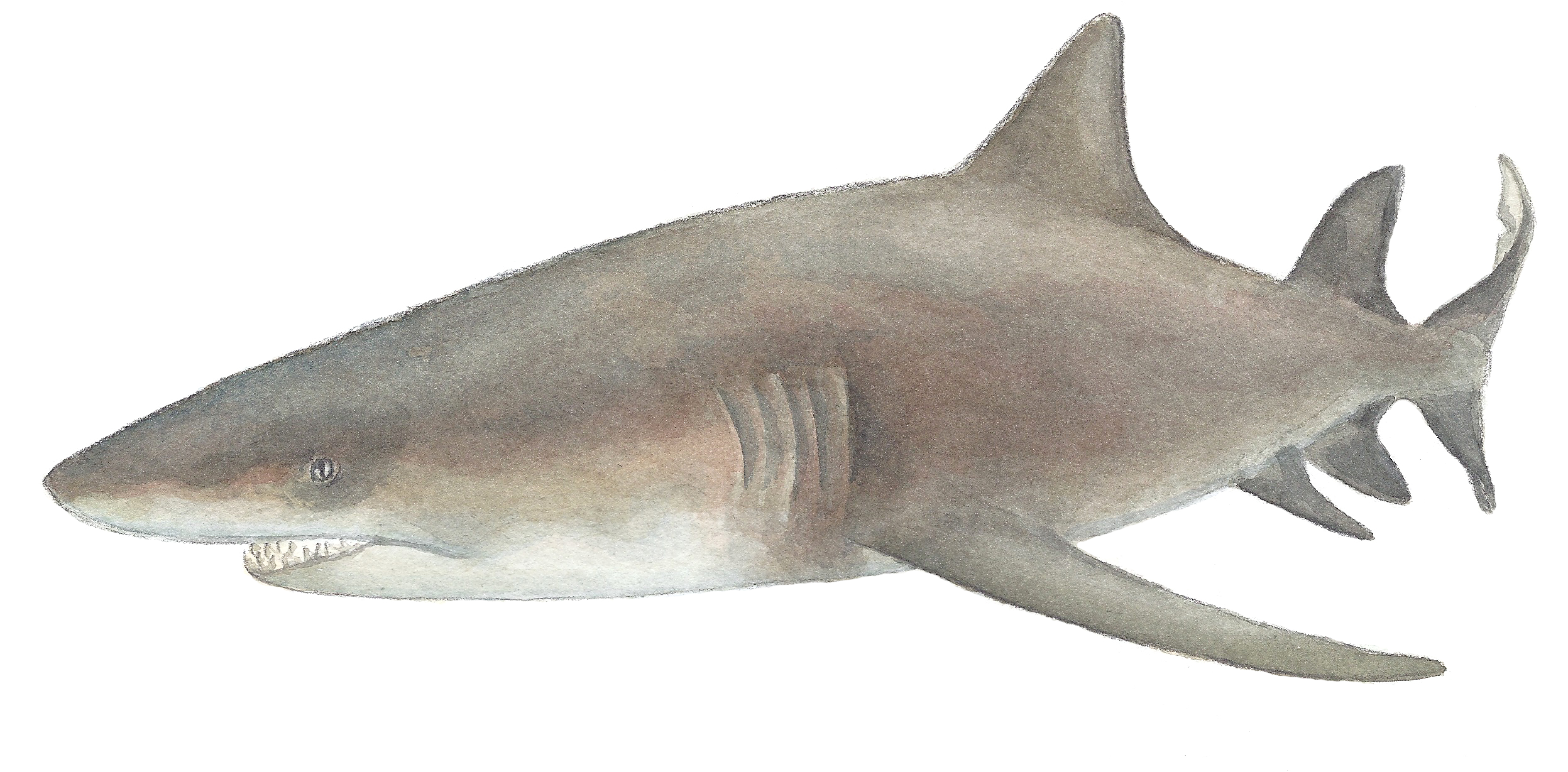 lemon shark4.png