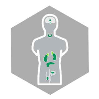 endo.png