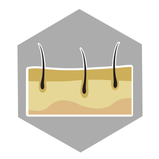 derm new.png