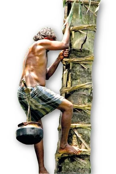 Why I Love Coconut Nectar