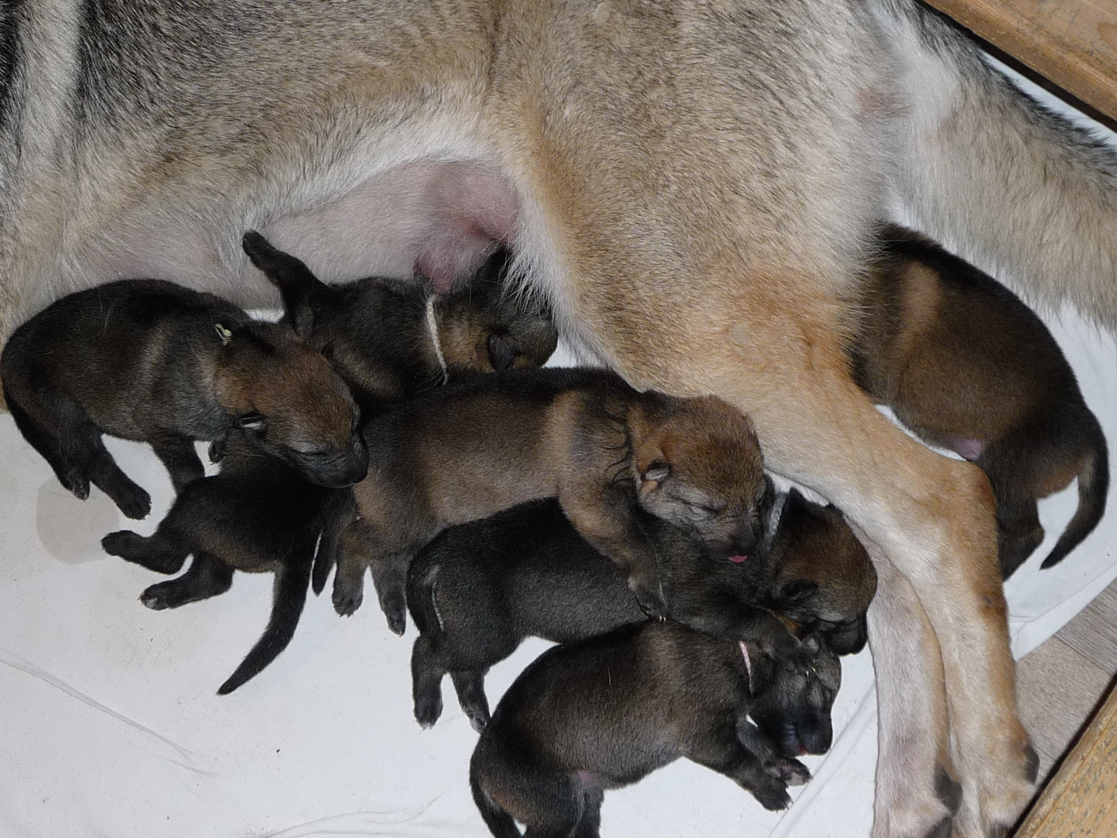 pups 4 dagen oud