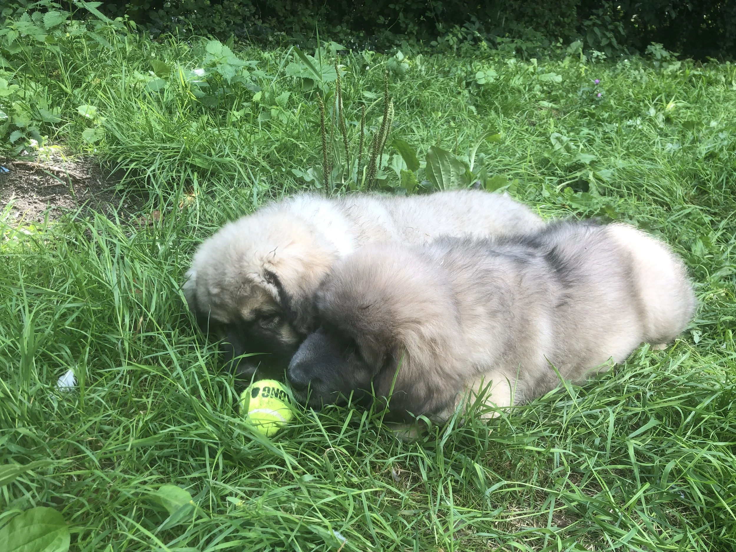samen met de bal spelen.