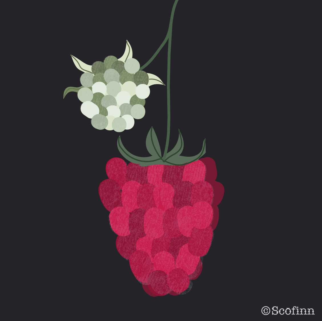 Raspberries 2020-06-26 at 18.11.41.png