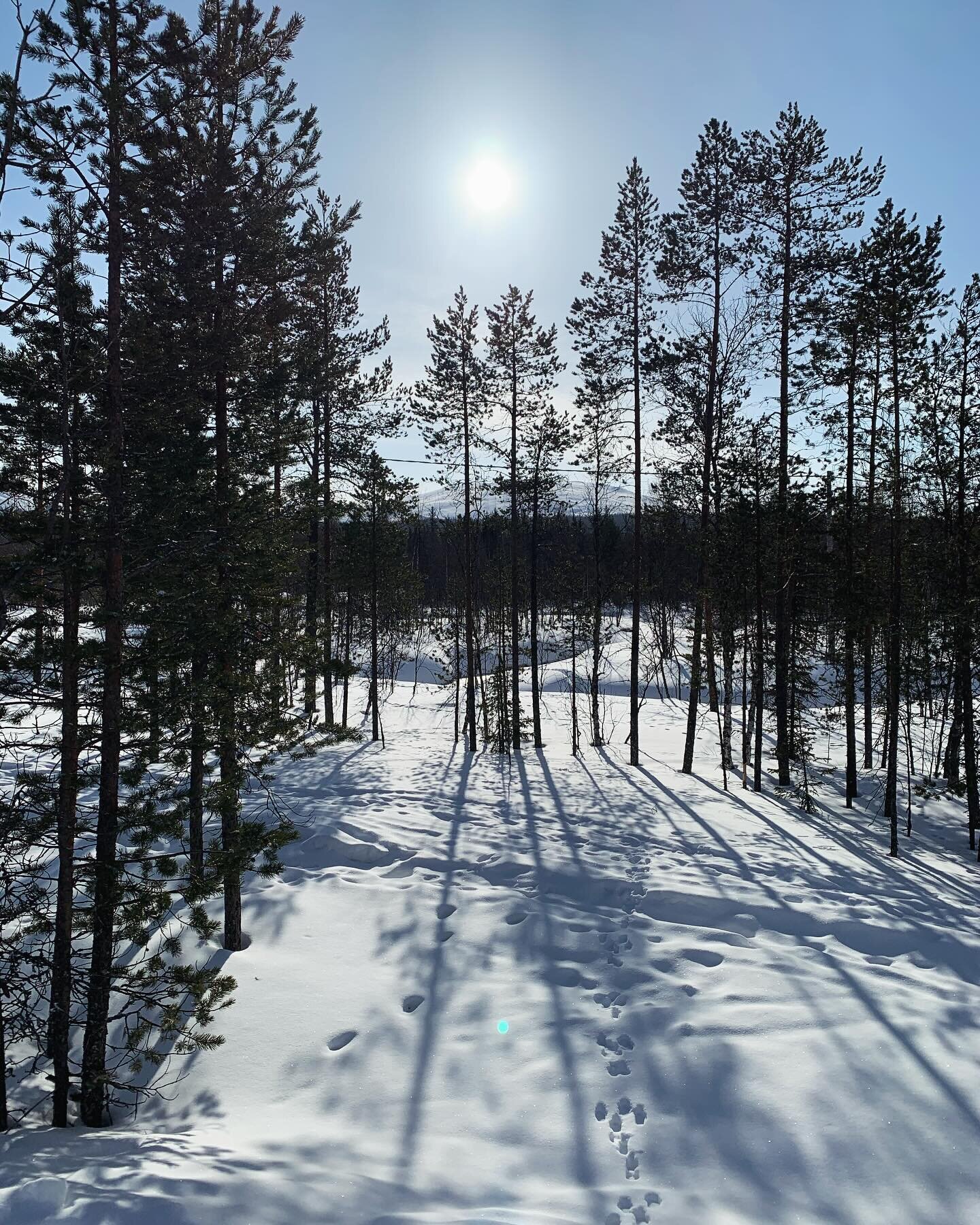 What a winter trip to Finland - 2 hours north of the Arctic Circle in #pallasyll&auml;stunturinkansallispuisto Perfect weather for skiing on frozen lakes and forest tracks or just walking. 
We even enjoyed the Aurora Borealis! 🤩 

#family #finlandna