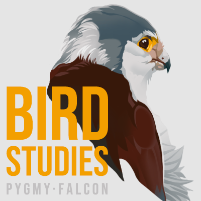 Bird Studies: Pygmy Falcon