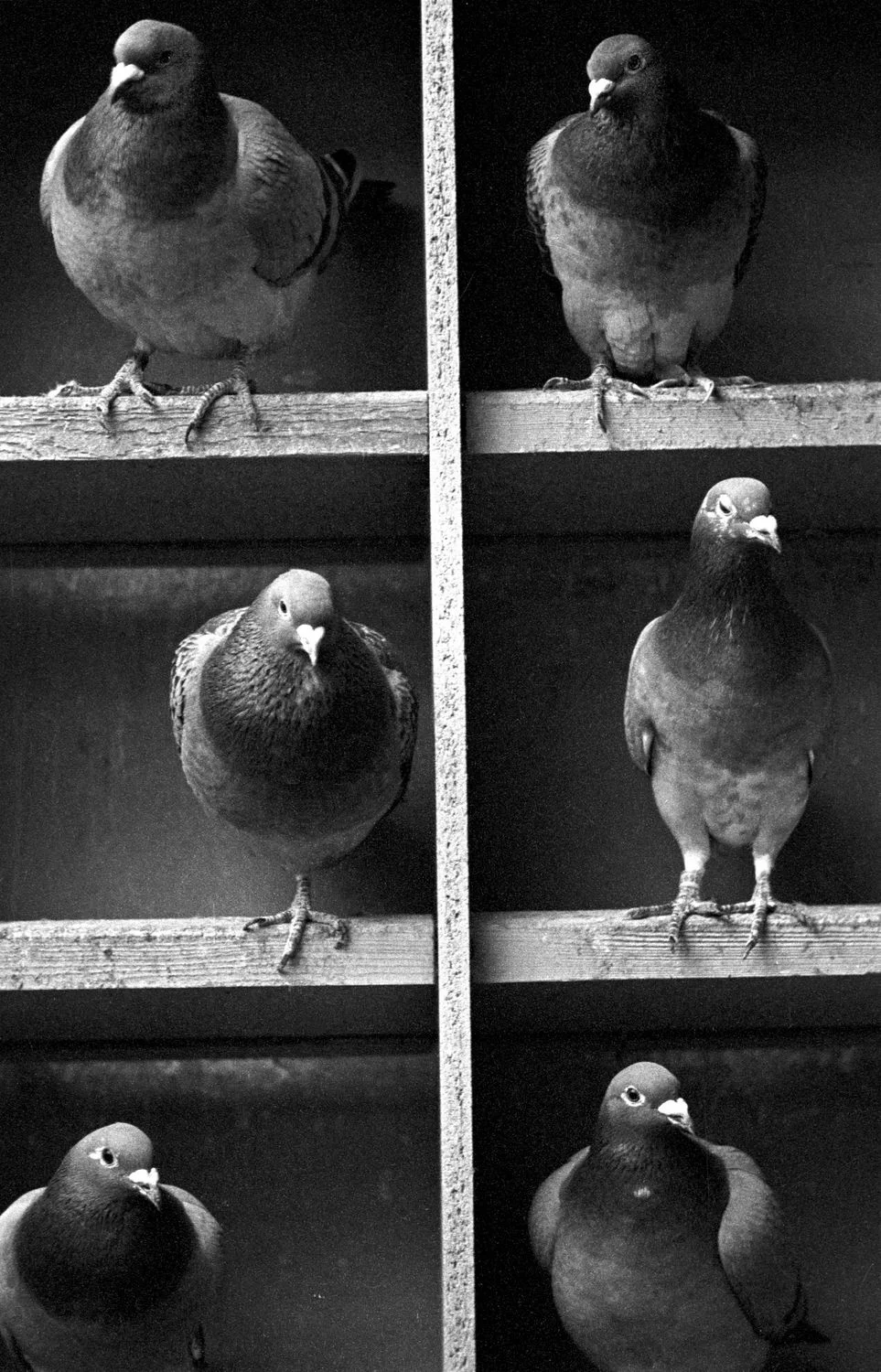 Racing pigeon loft, Middlesbrough, 1996