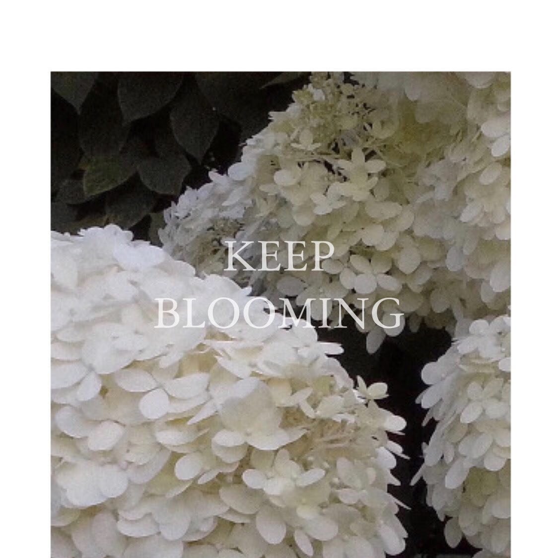 &ldquo;Every flower blooms in its own time&rdquo;
and then KEEP BLOOMING!