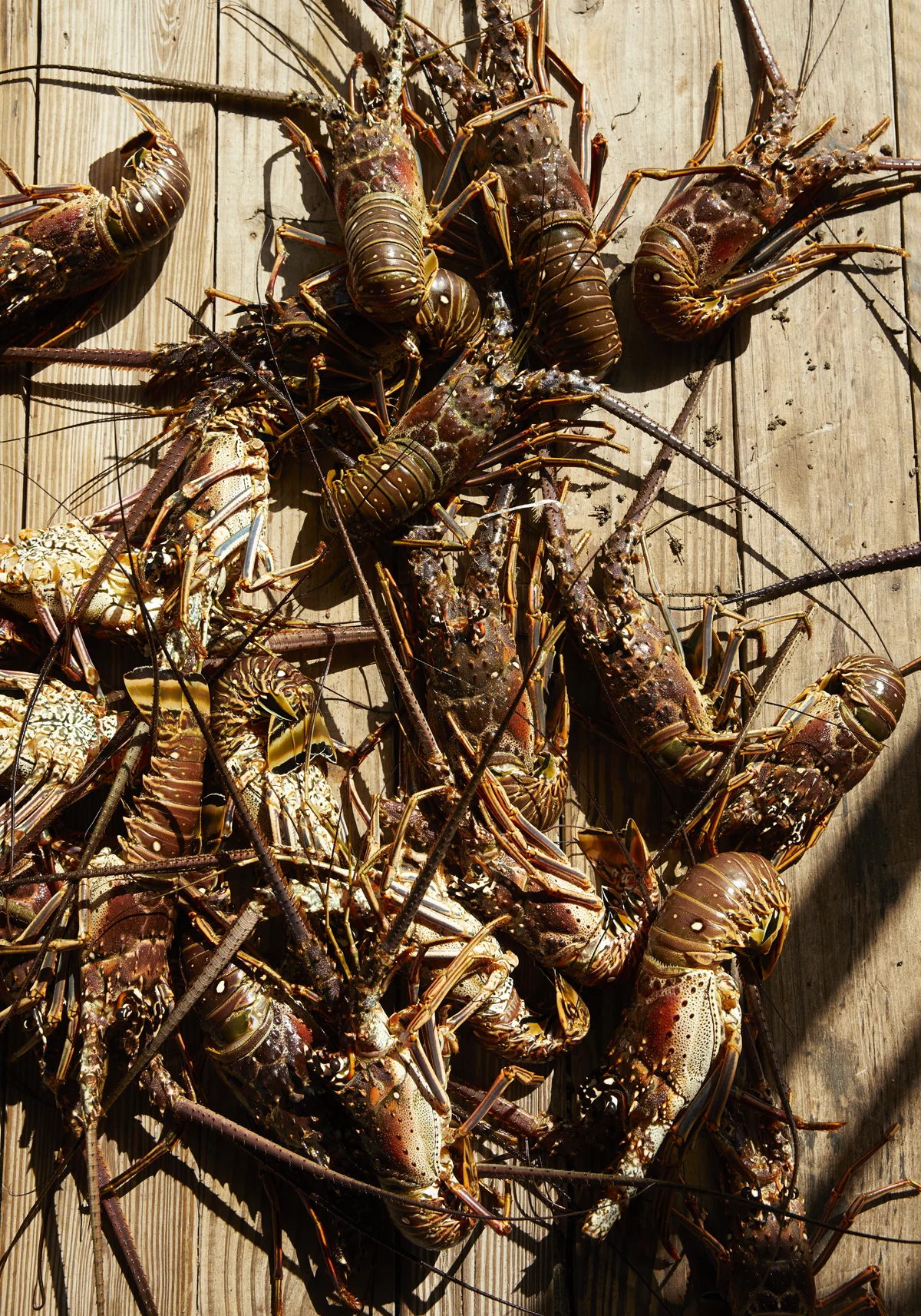 Fresh lobsters on the dock in the Caribbean