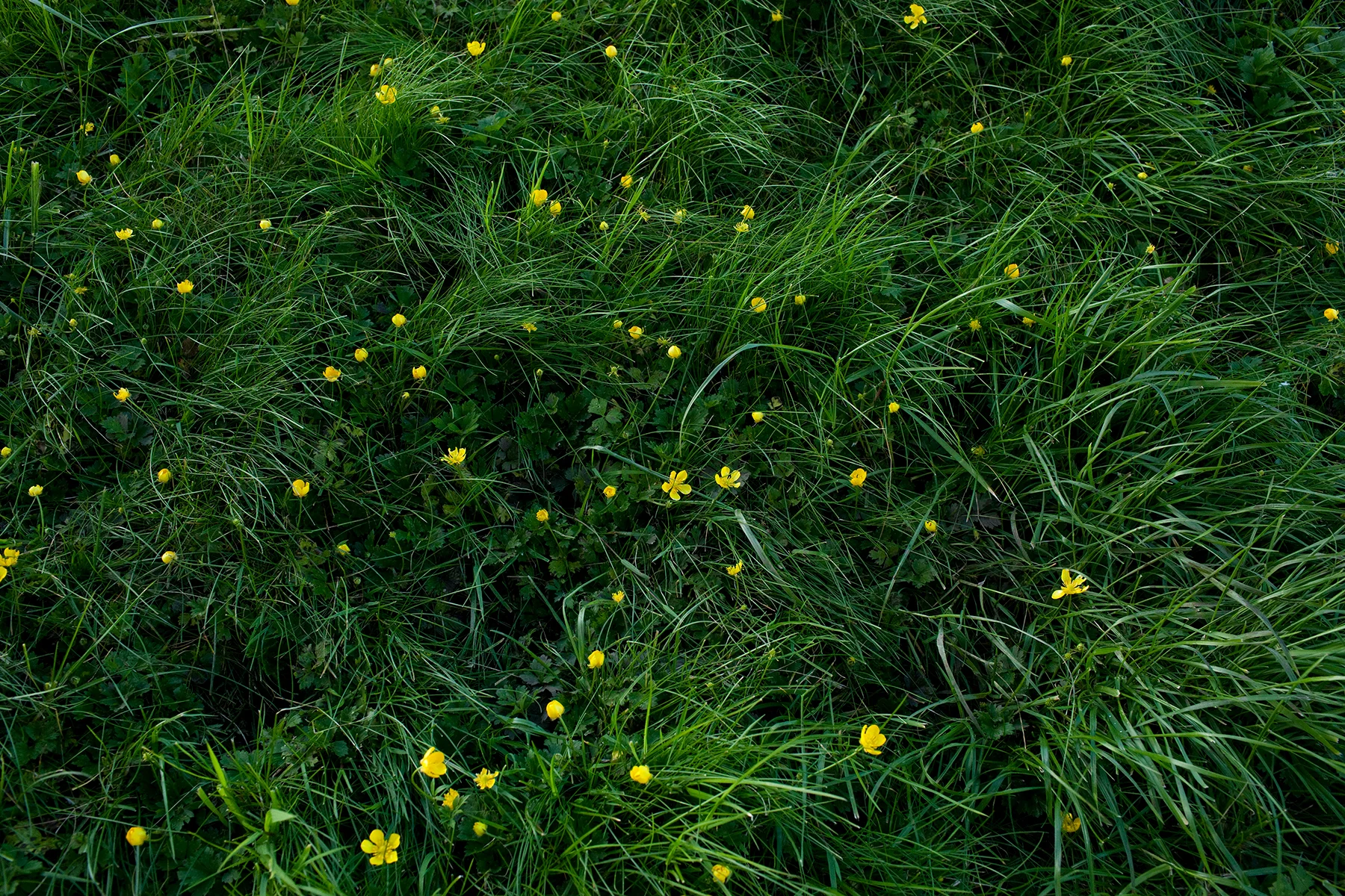 grass_flowers.jpg