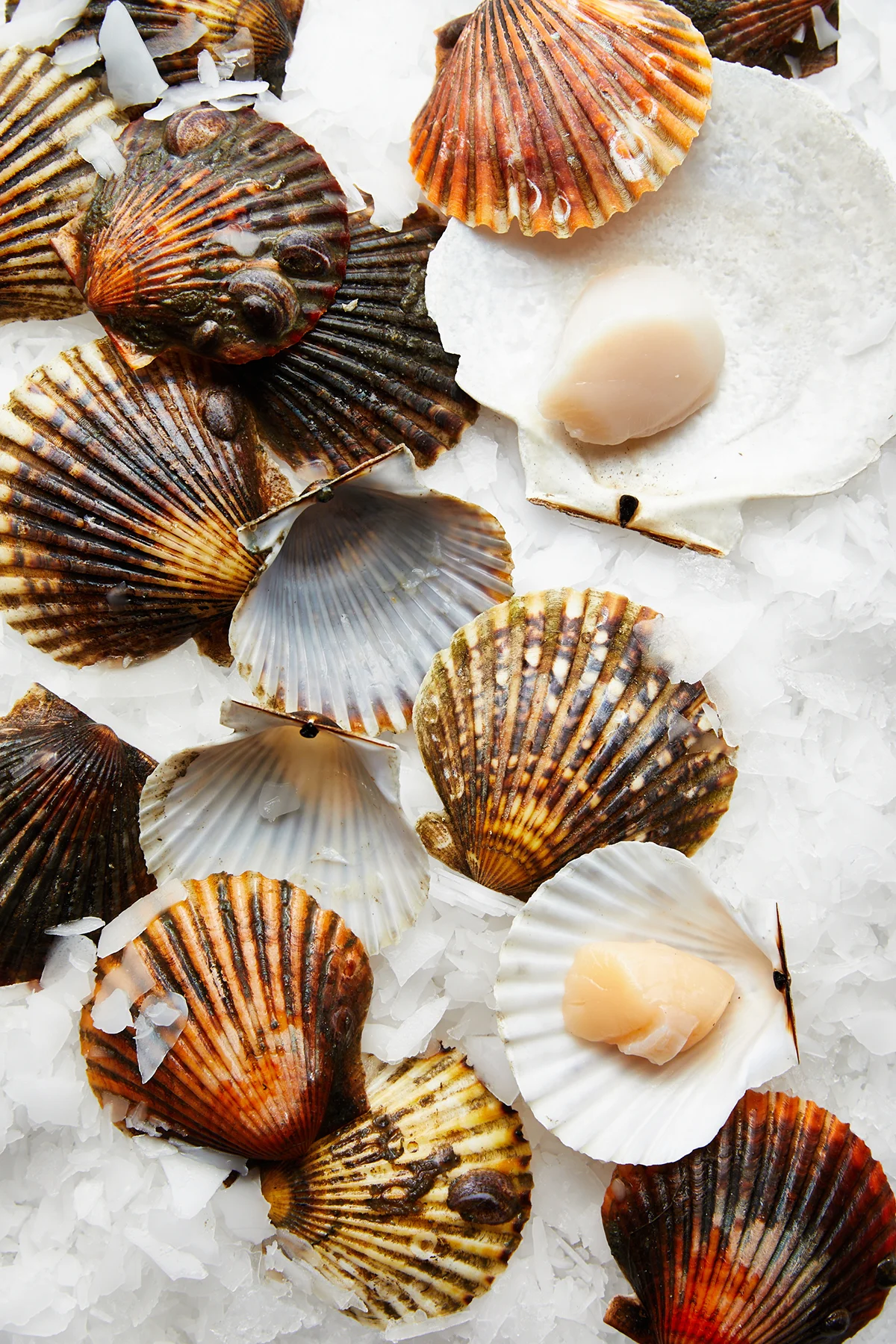 Scallops.jpg