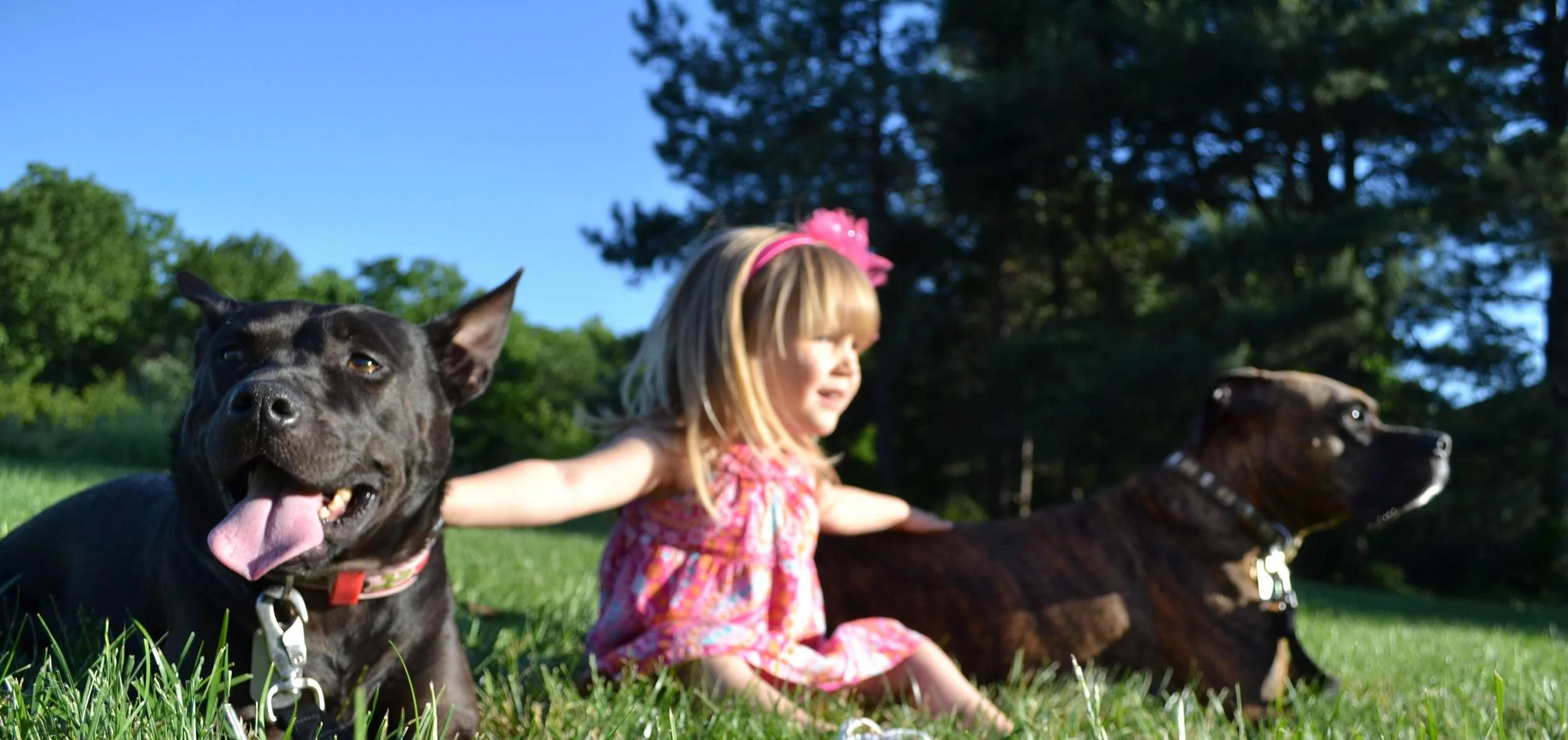 citizen k9 dog training and agility