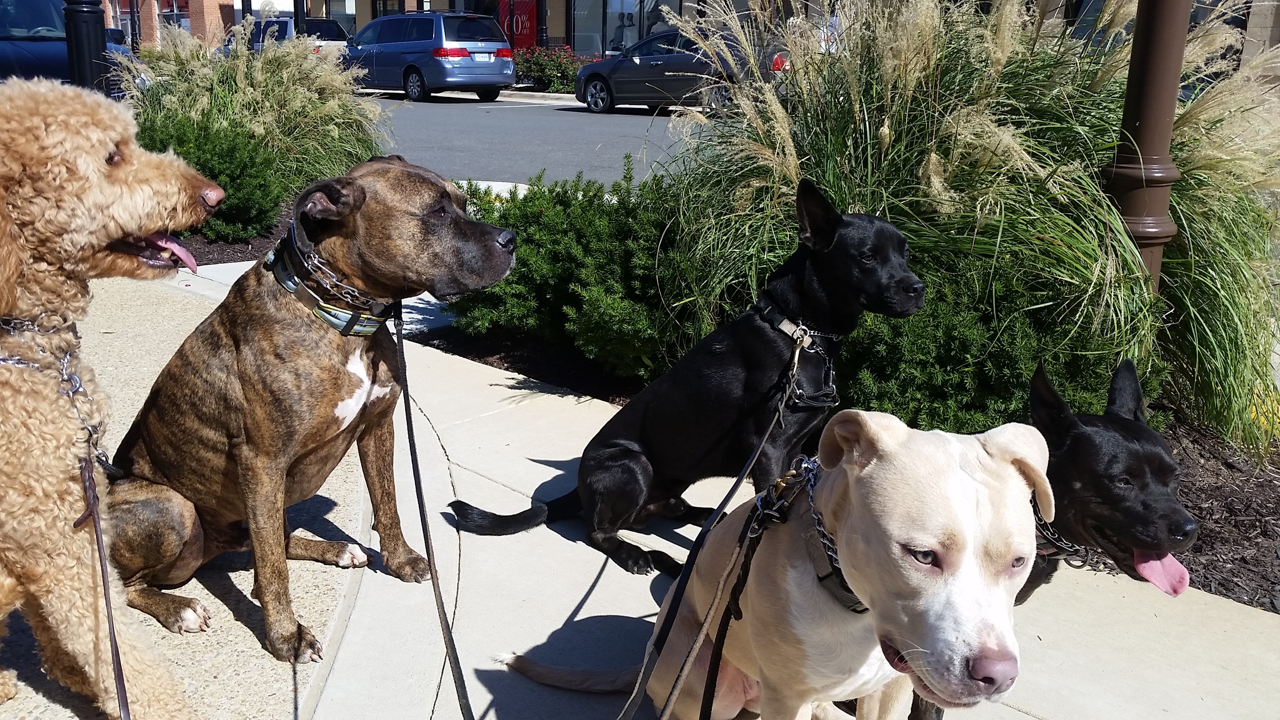 Training Video Page Header.jpg