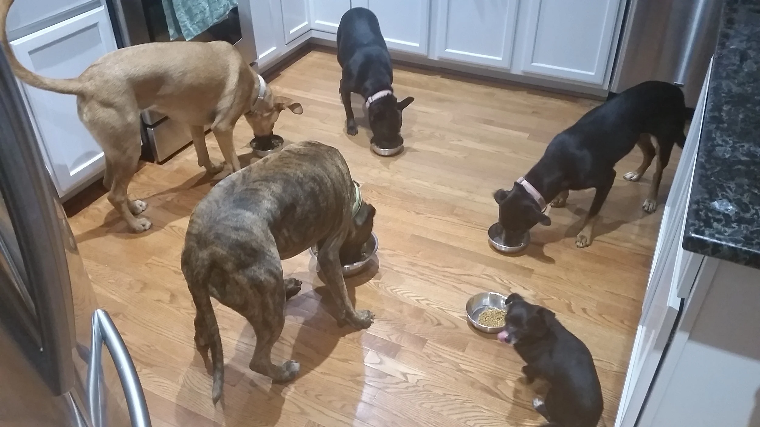 Board and Train Header.jpg