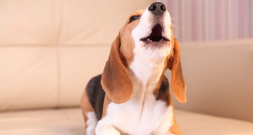 Is your dog excessively barking?  Then you should probably read this.