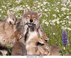 Does your dog jump on everyone?  Find out why, and how to stop it!