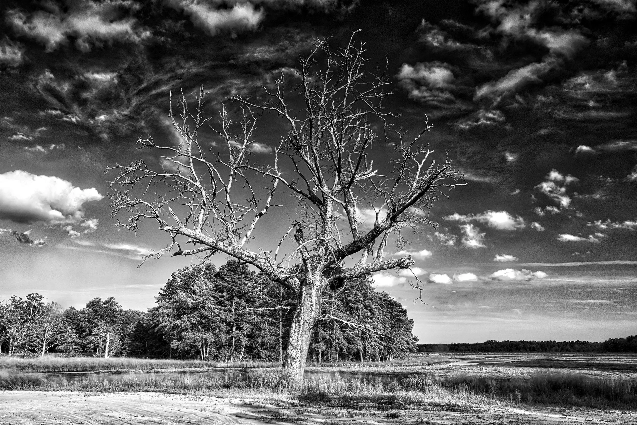 Black and white tree Pine Barriens.jpg