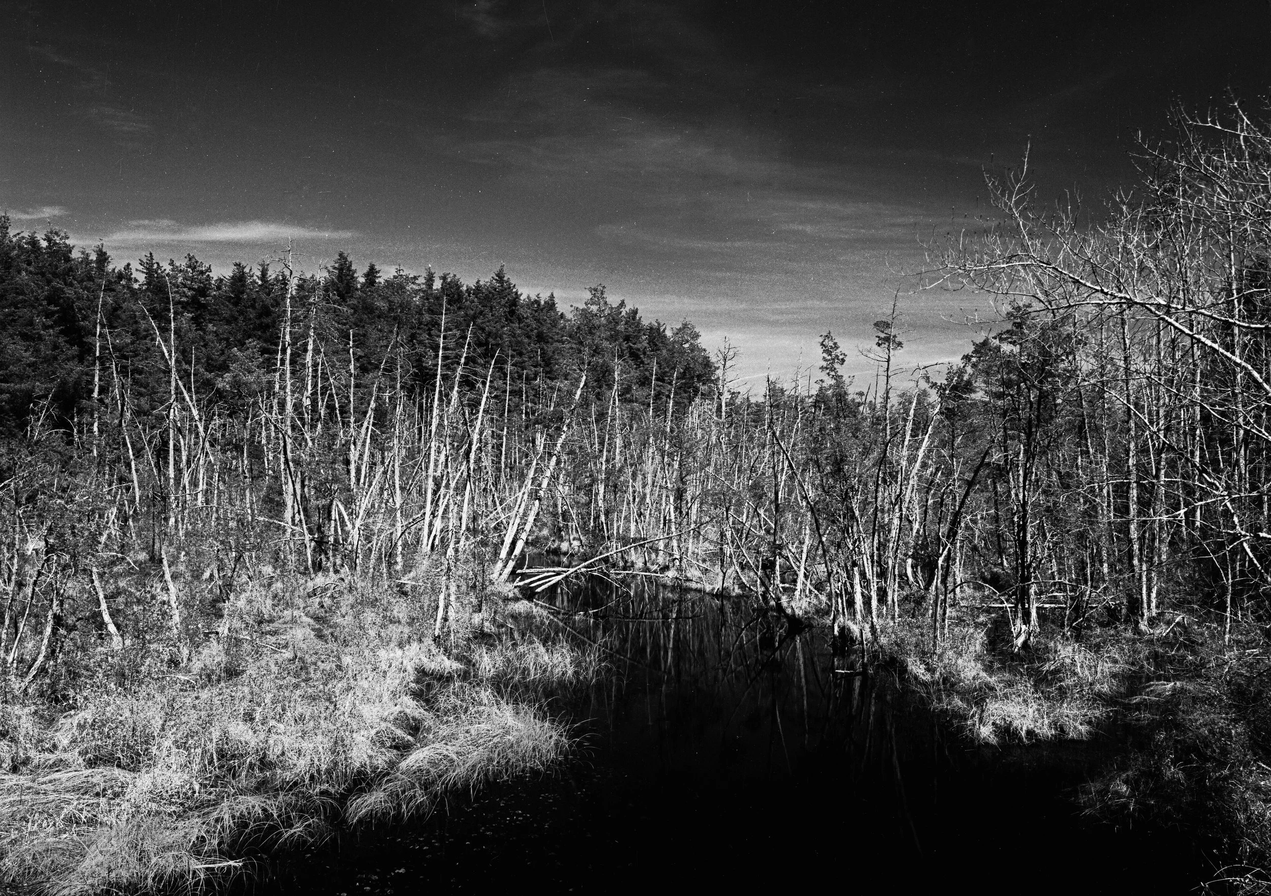 pinelands dead trees.jpg