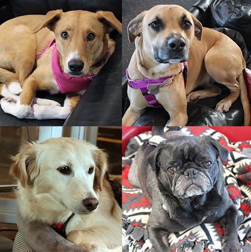 Doggies.png