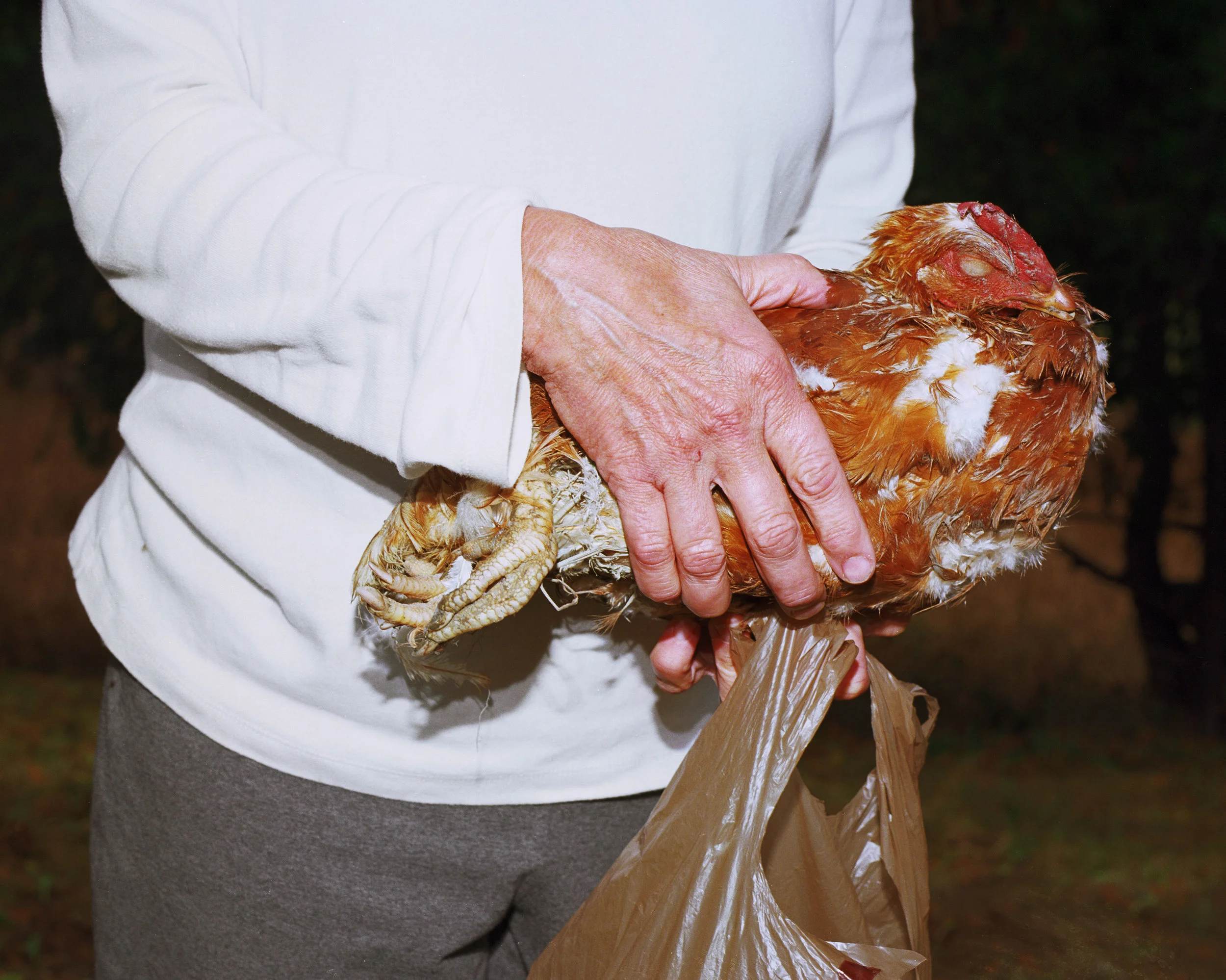 chicken print.jpg