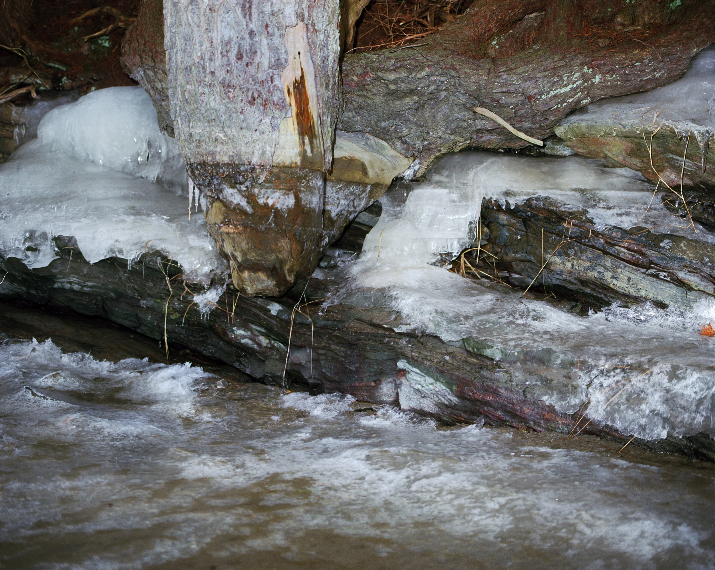 icytree.jpg