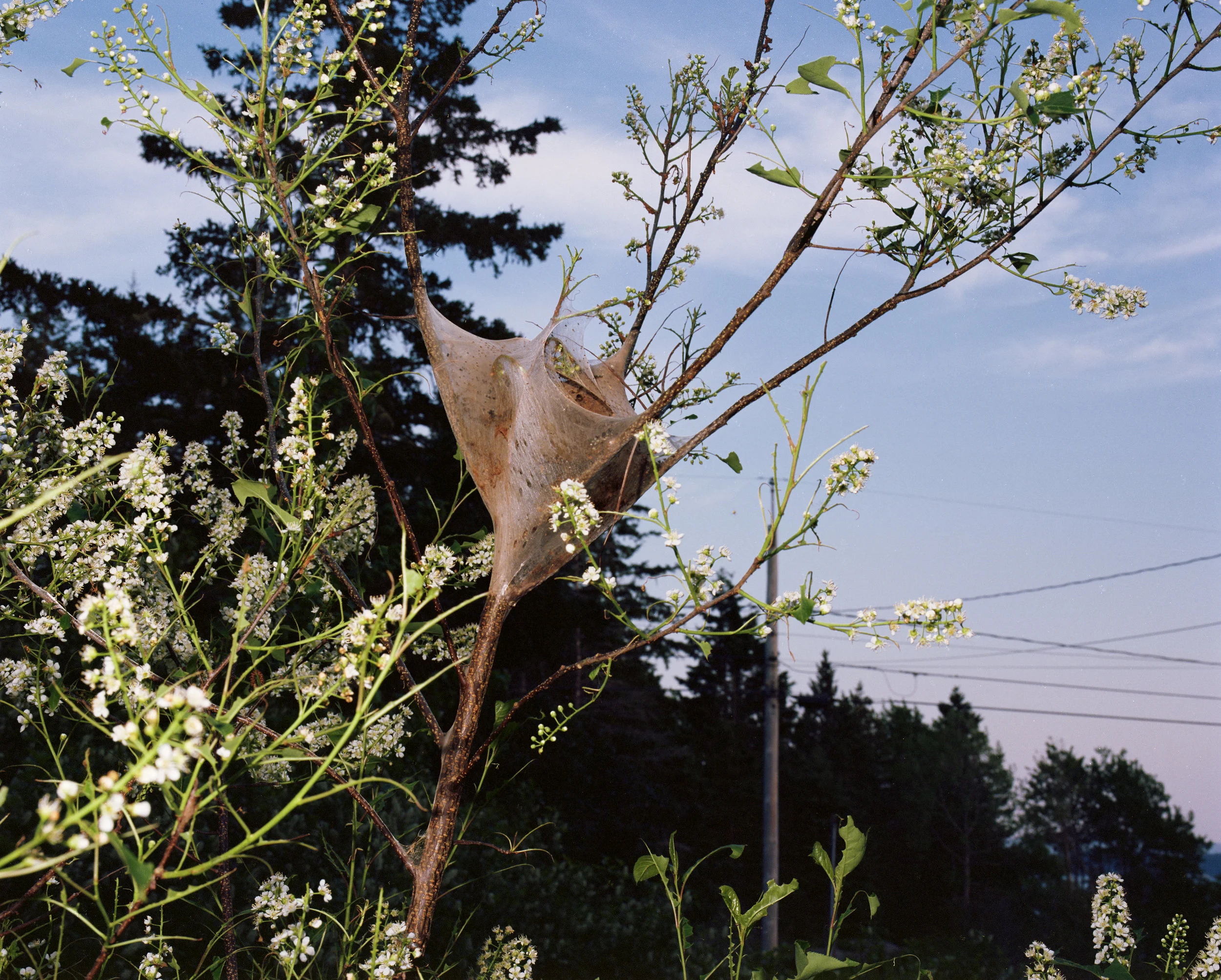 2315_nest.jpg