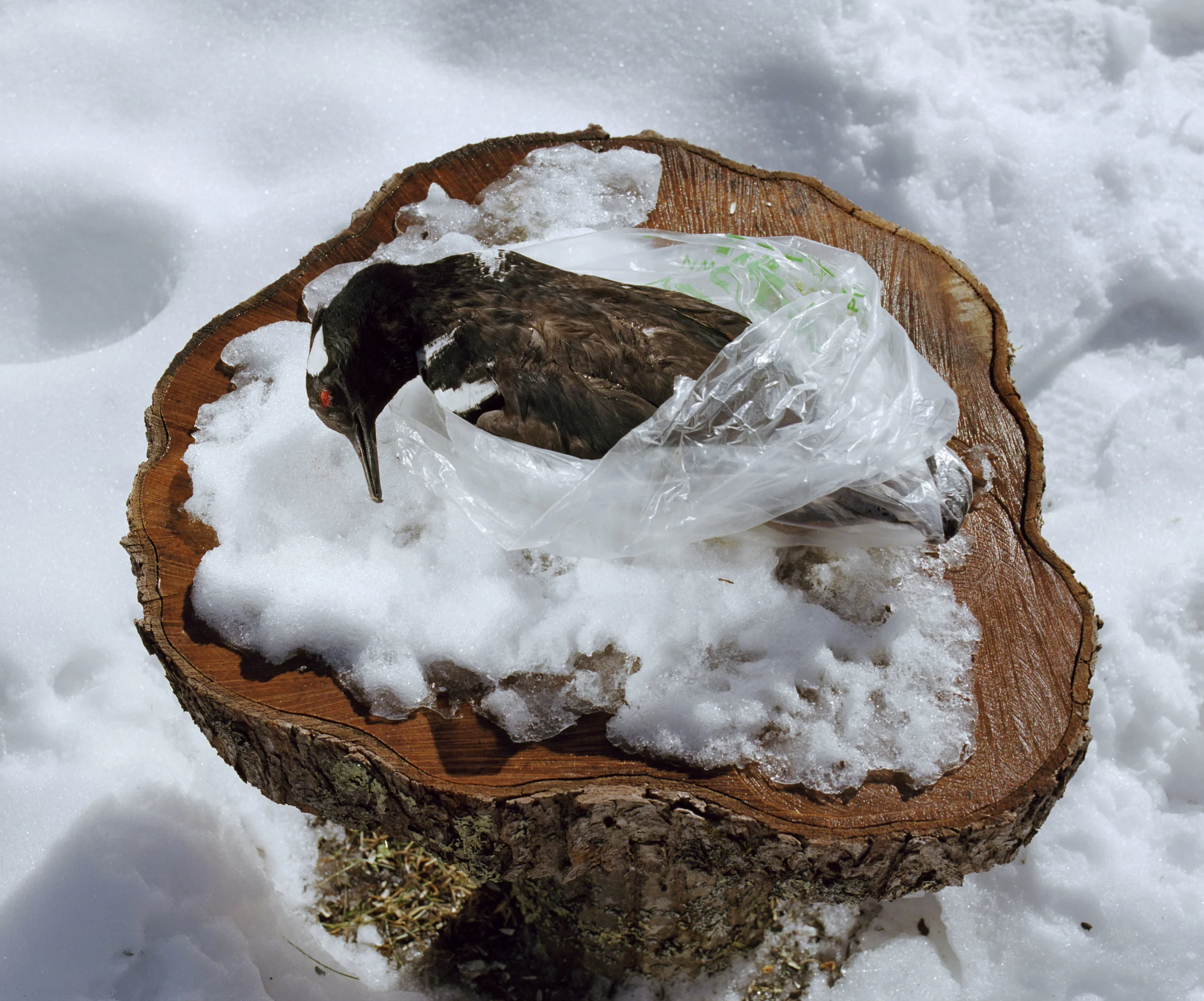 frozenbird2edit.jpg