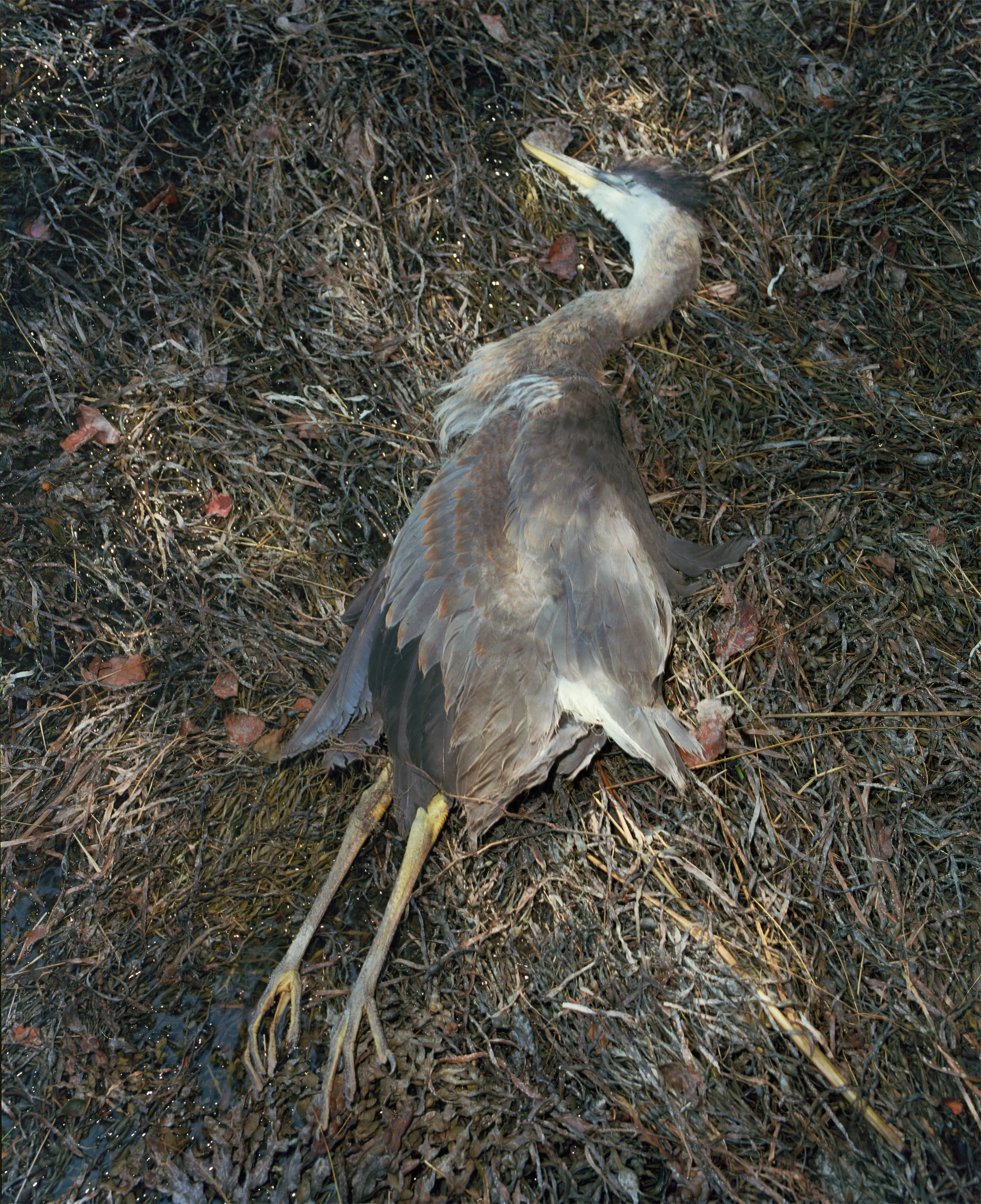heron (2) 2.jpg