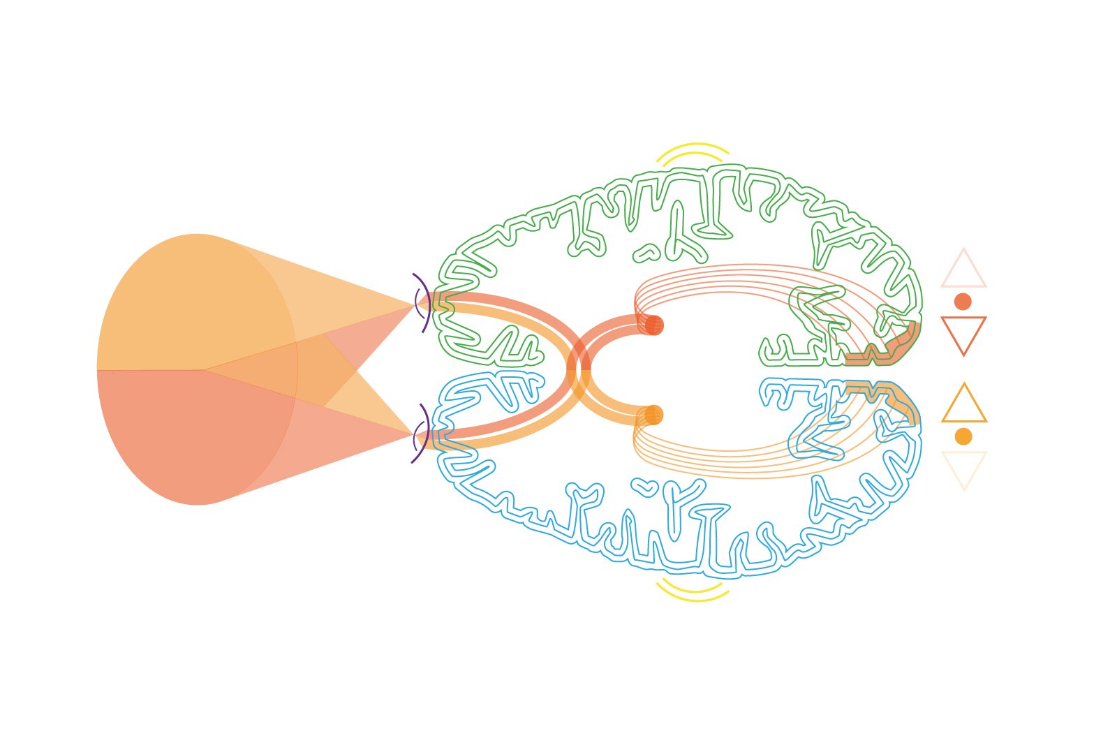 Visual Pathway Illustration