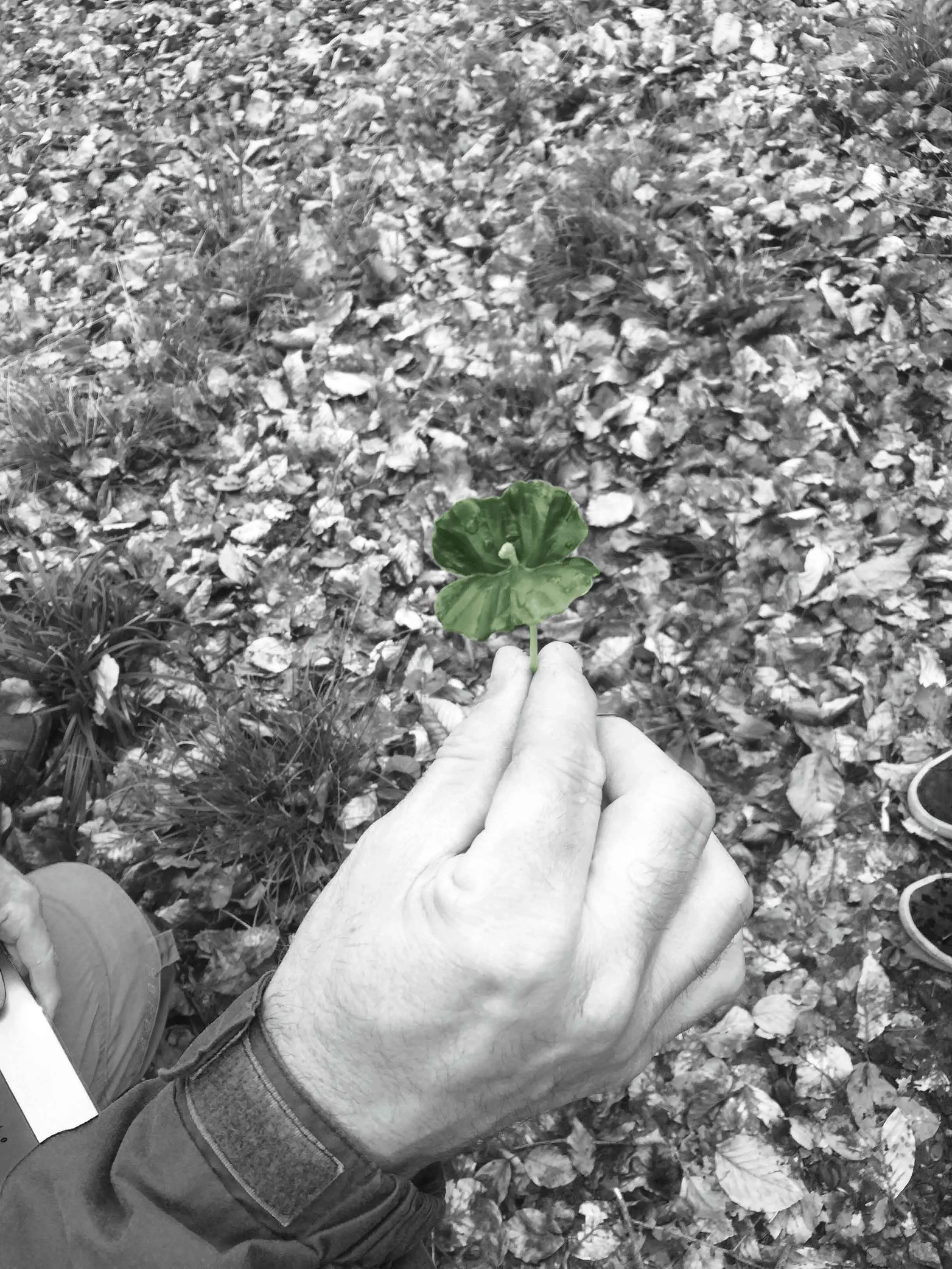 1700 - A seed is planted.