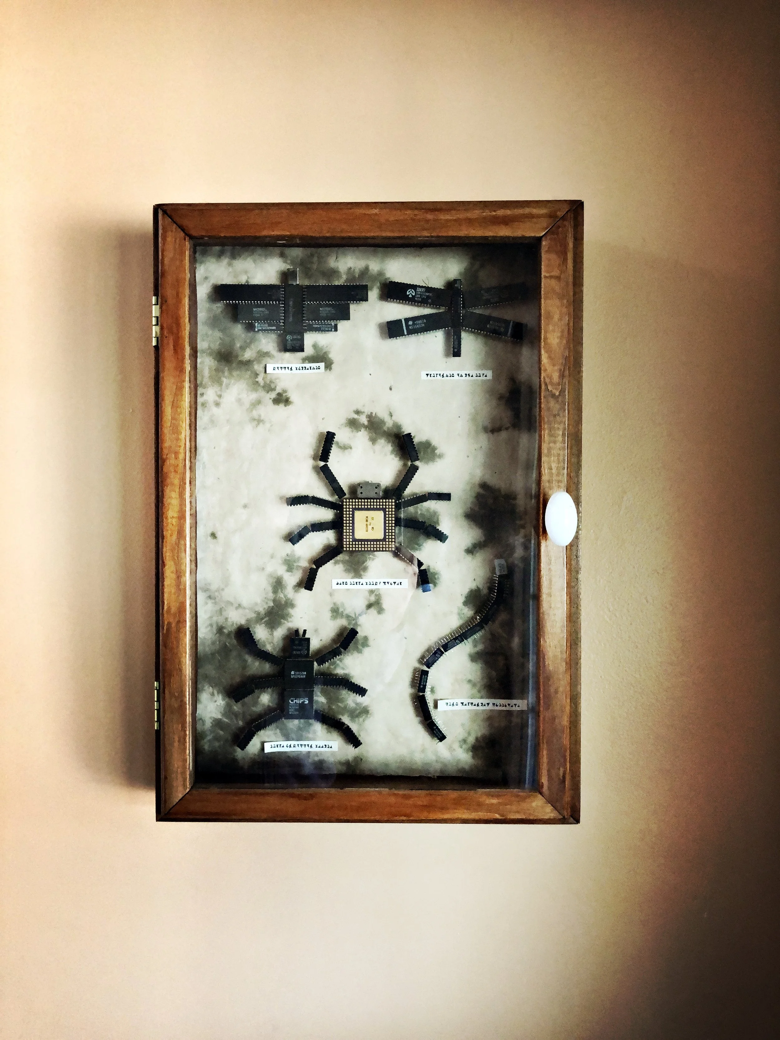 Bug Collection - 1.jpeg
