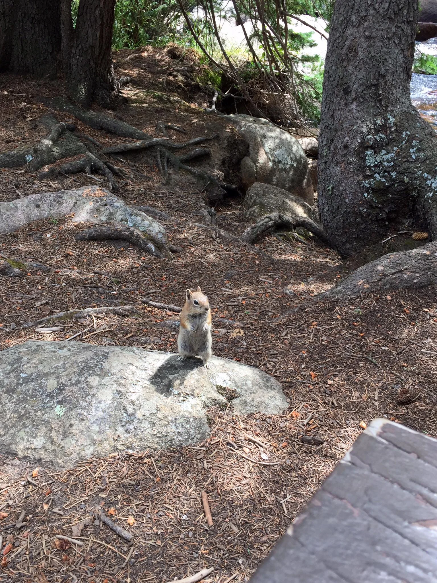 This little guy wanted all of our snacks. Sorry, but we can't feed you. 