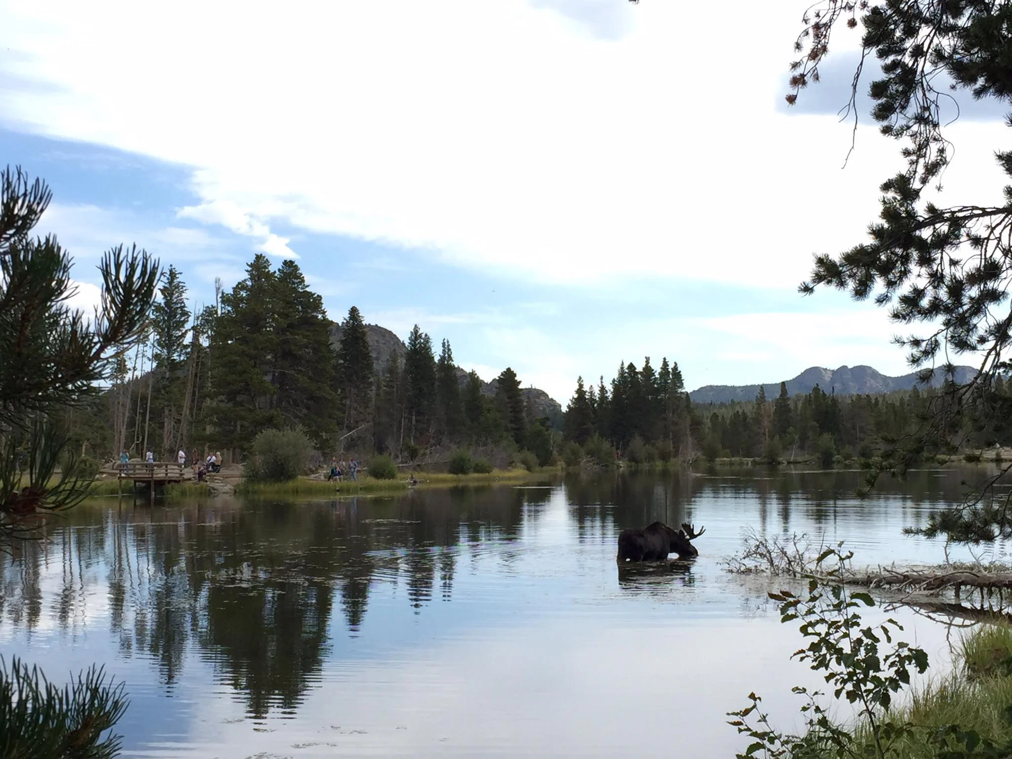 The first time I've ever seen a moose in the wild. The ranger thought he was about five years old.