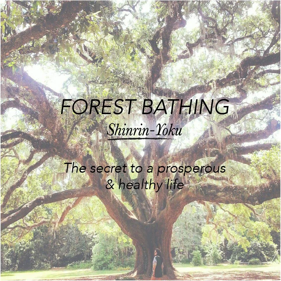 Forest Bathing.jpg