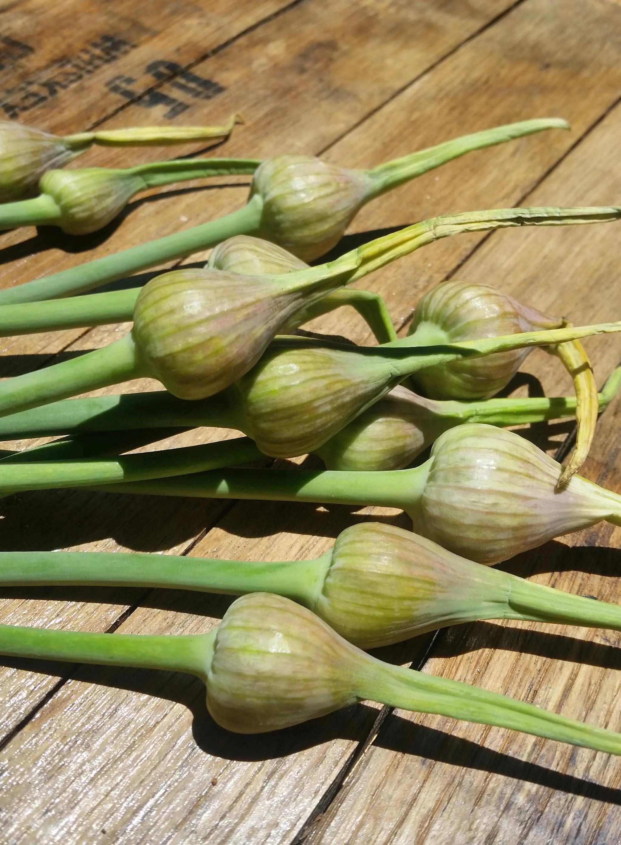 garlic_scapes.jpg