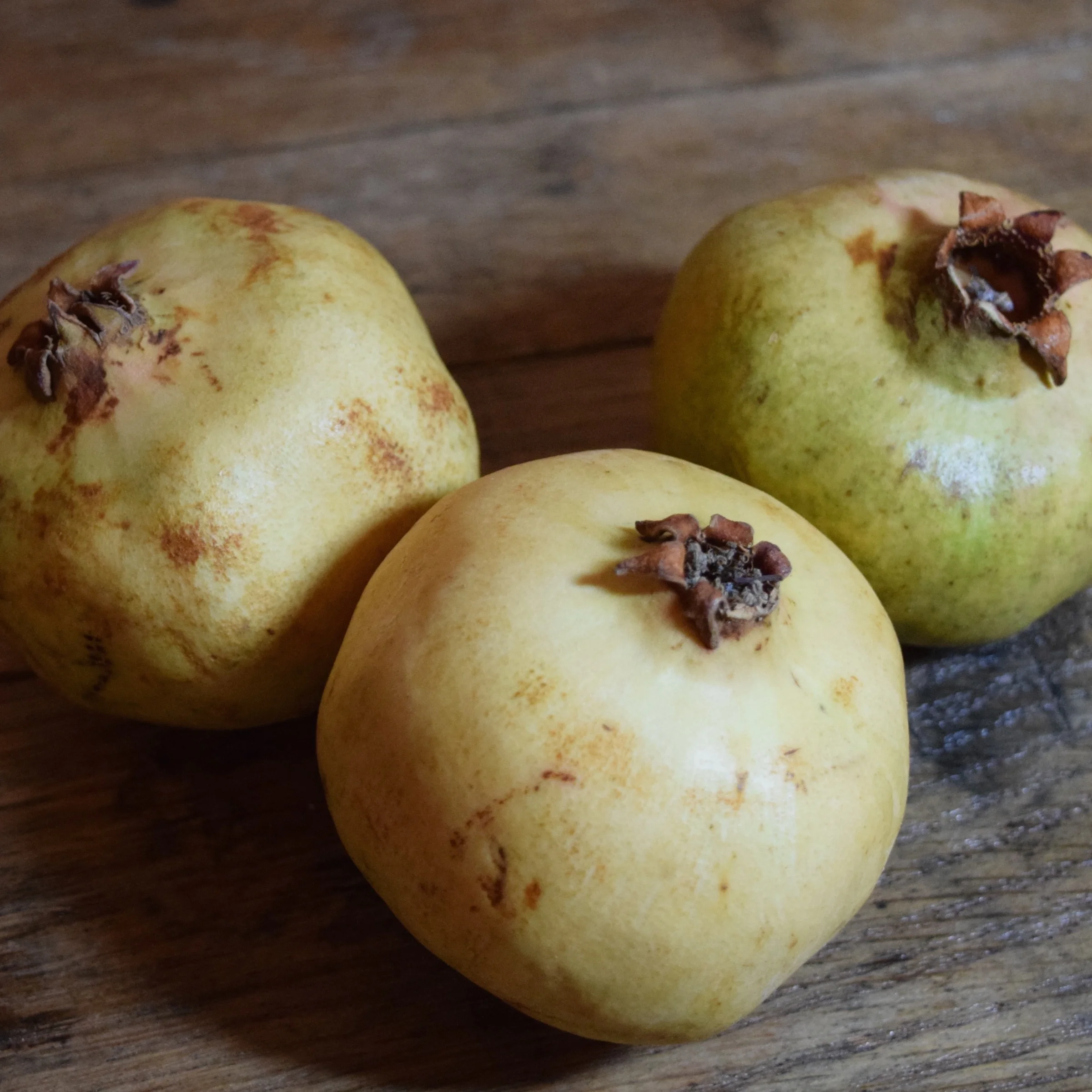   Harold's Specialty    Produce Sourced From The Country's Finest Farms    Contact Us  