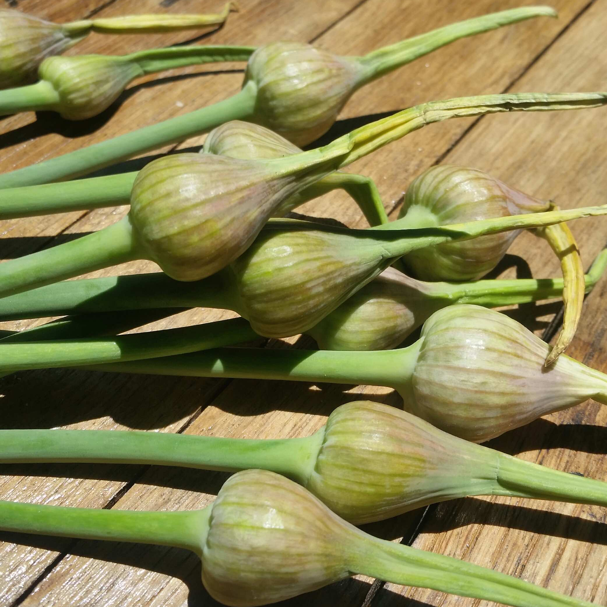 garlic_scapes.jpg