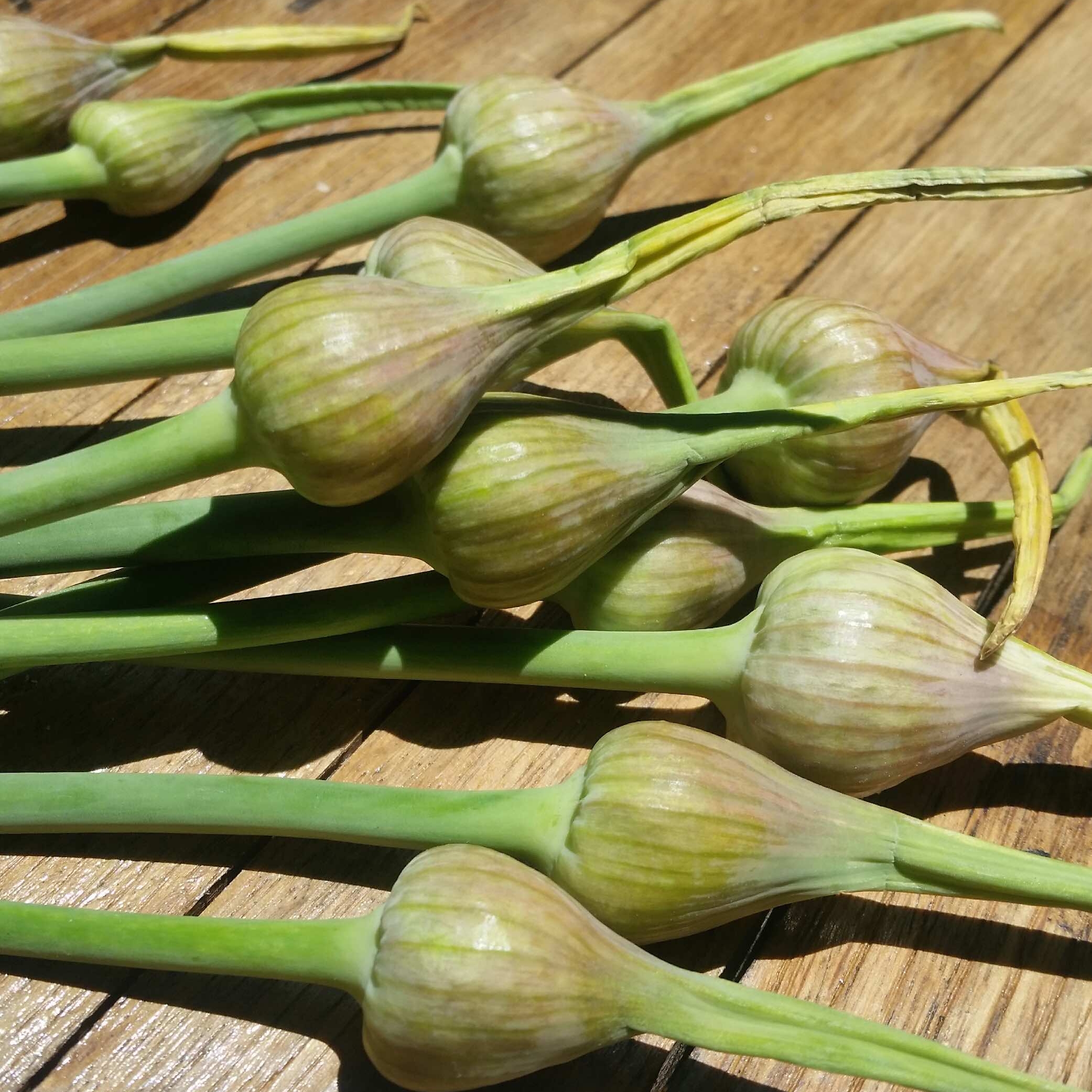 garlic_scapes.jpg