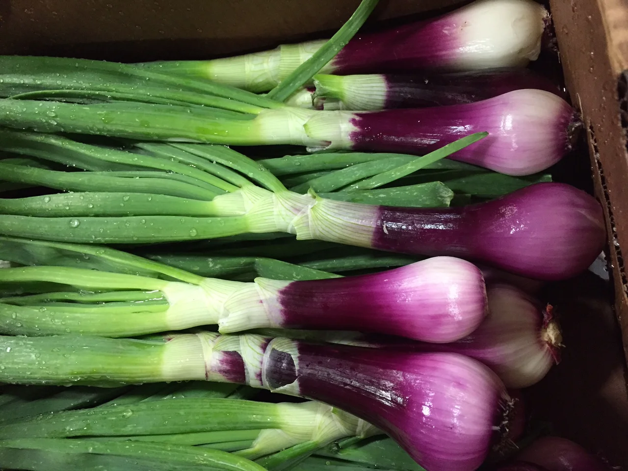 red onions.jpg